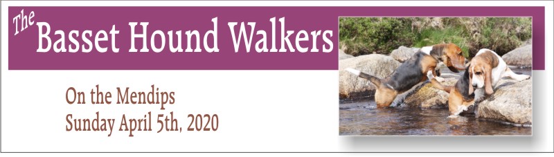 Basset Hound Walkers Mendips